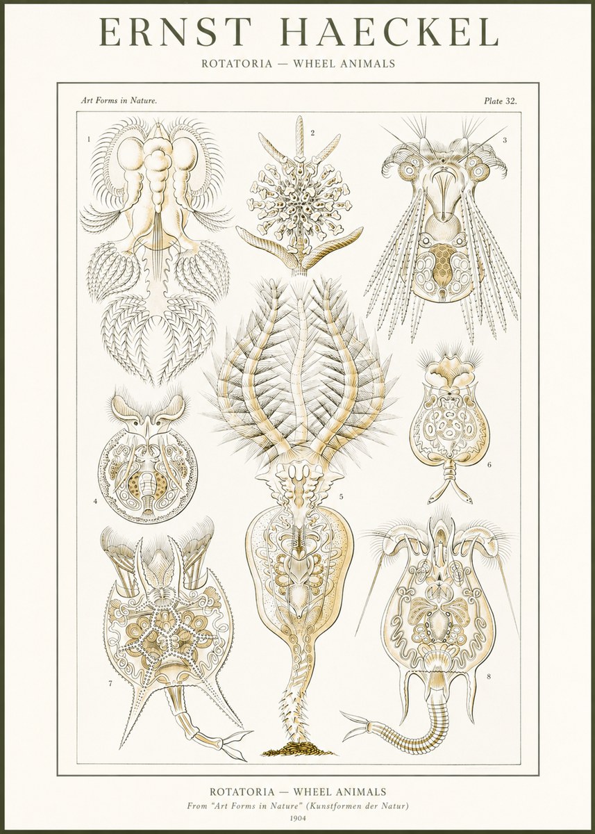 Ernst Haeckel Rotatoria - Wheel Animals No2 - Plakat