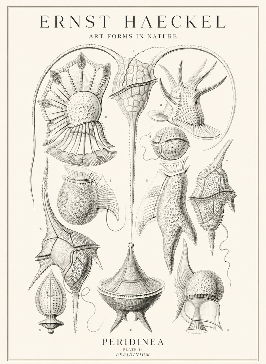 Ernst Haeckel Peridinea No3 - Plakat