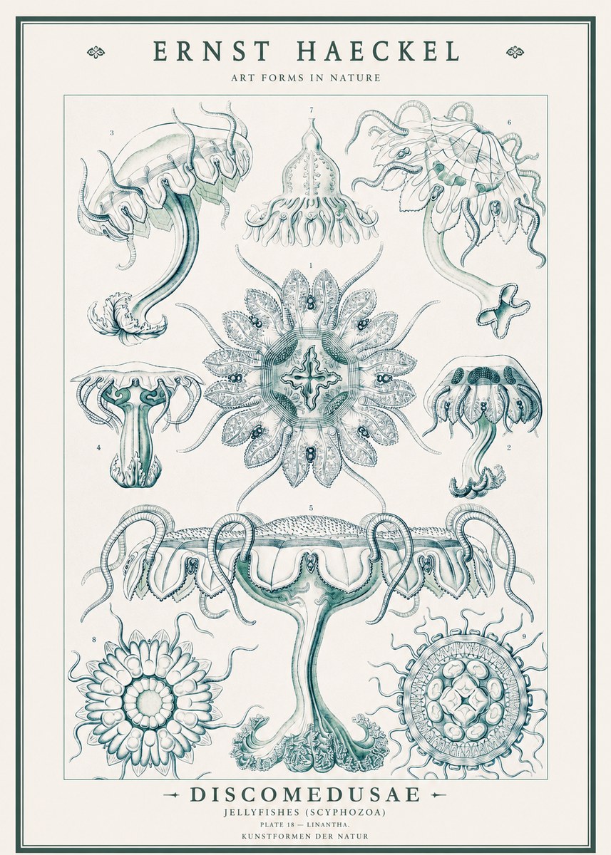 Ernst Haeckel Discomedusae. Jellyfishes. No3 - Plakat