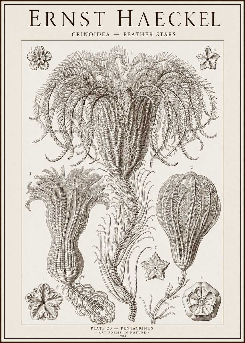 Ernst Haeckel Crinoidea - Palm Lilies No2 - Plakat