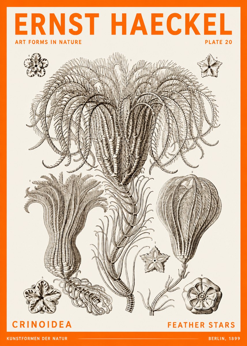 Ernst Haeckel Crinoidea - Palm Lilies No6 - Plakat