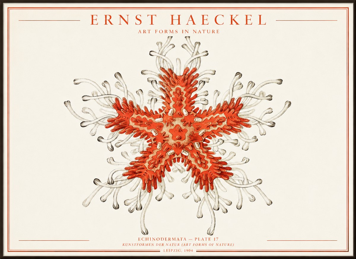 Ernst Haeckel Asteroidea Echinodermata Plate 28 No4 - Plakat