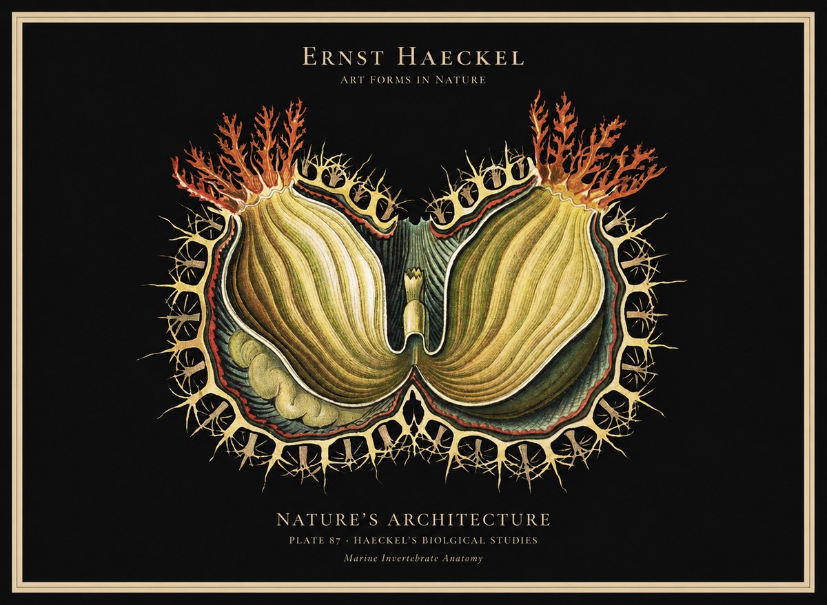 Ernst Haeckel Nature's Architecture No1 - Plakat