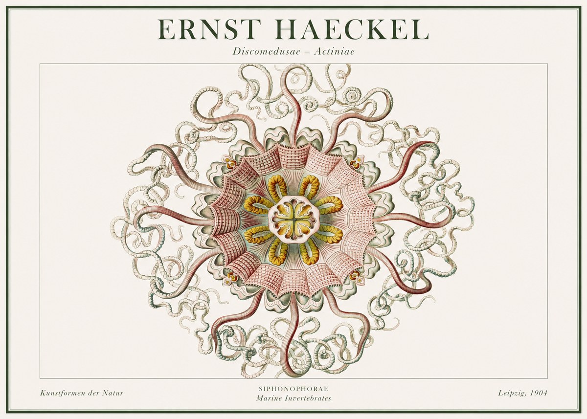 Ernst Haeckel Discomedusae – Actiniae No1 - Plakat