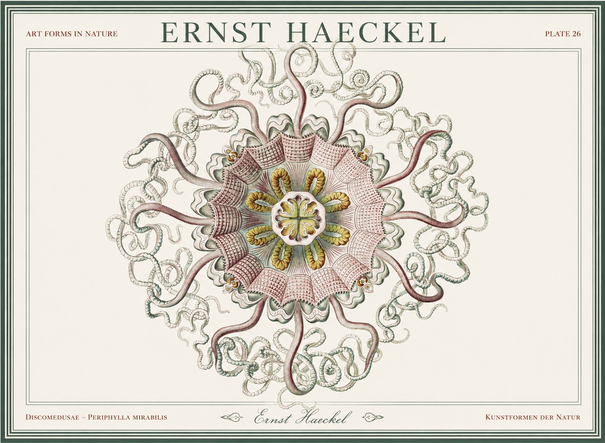 Ernst Haeckel Discomedusae – Actiniae No5 - Plakat