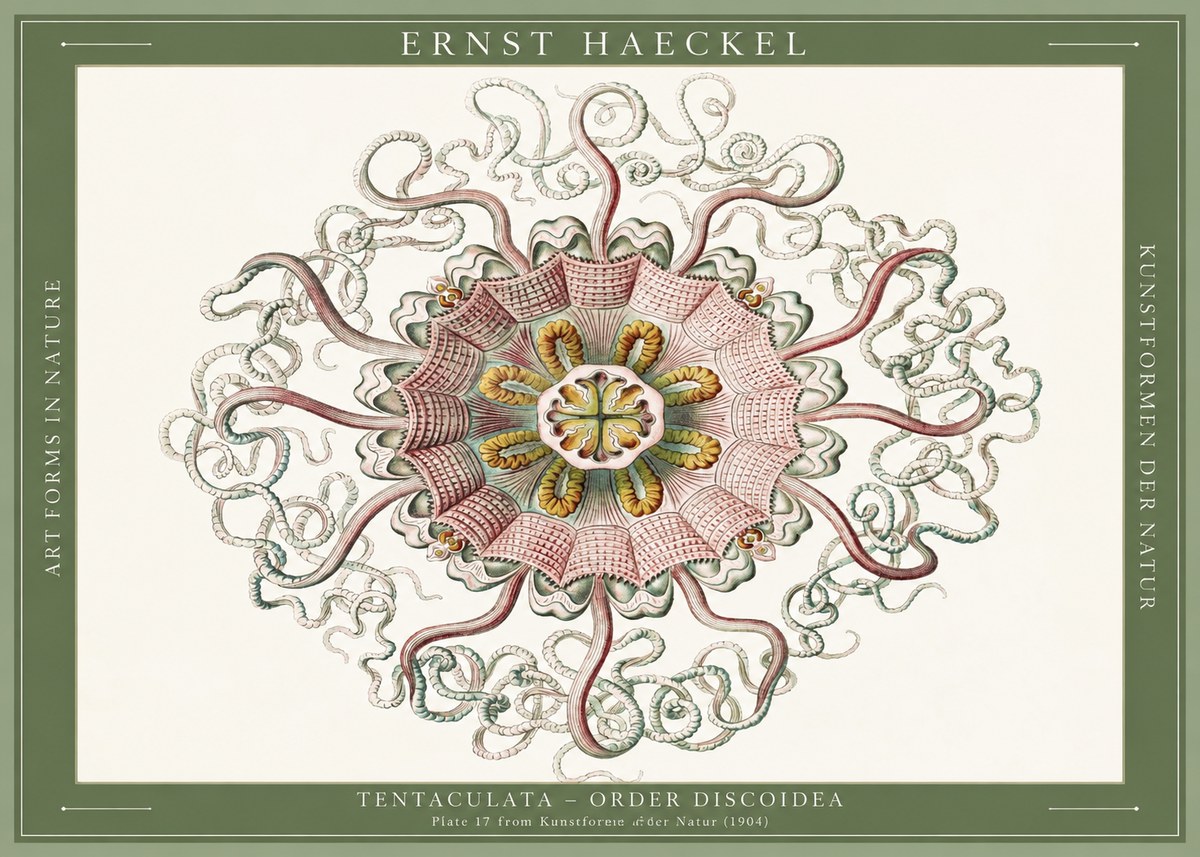 Ernst Haeckel Discomedusae – Actiniae No6 - Plakat
