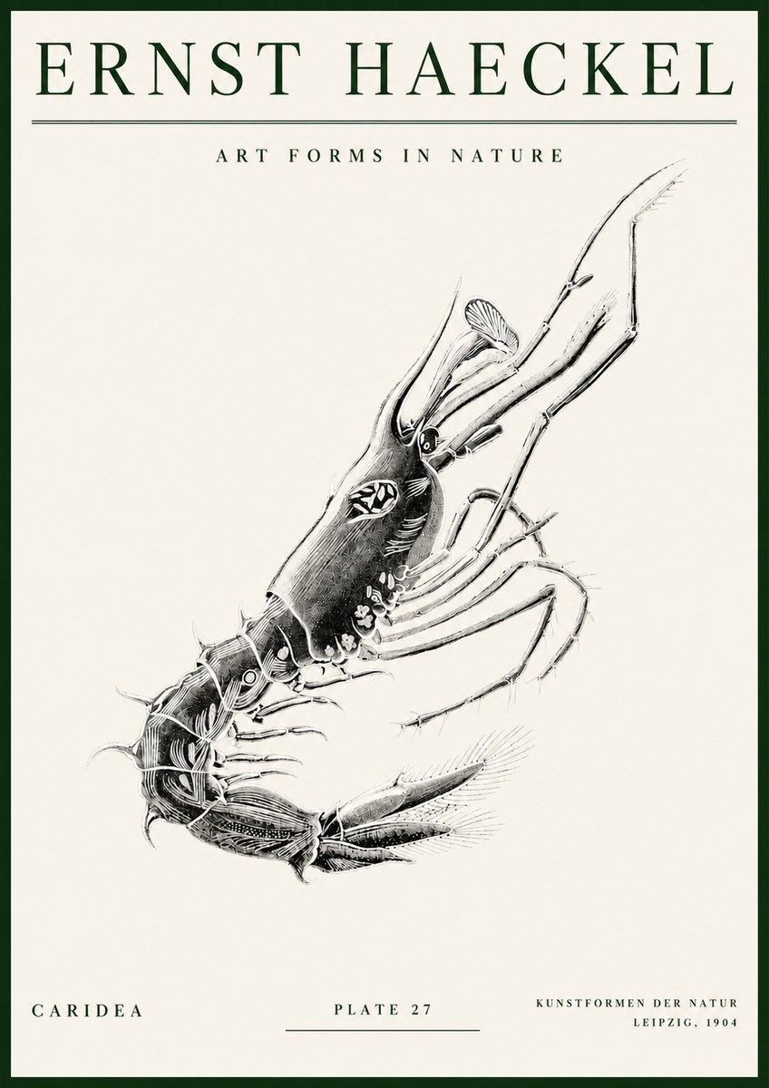 Ernst Haeckel Caridea Plate 27 No3 - Plakat