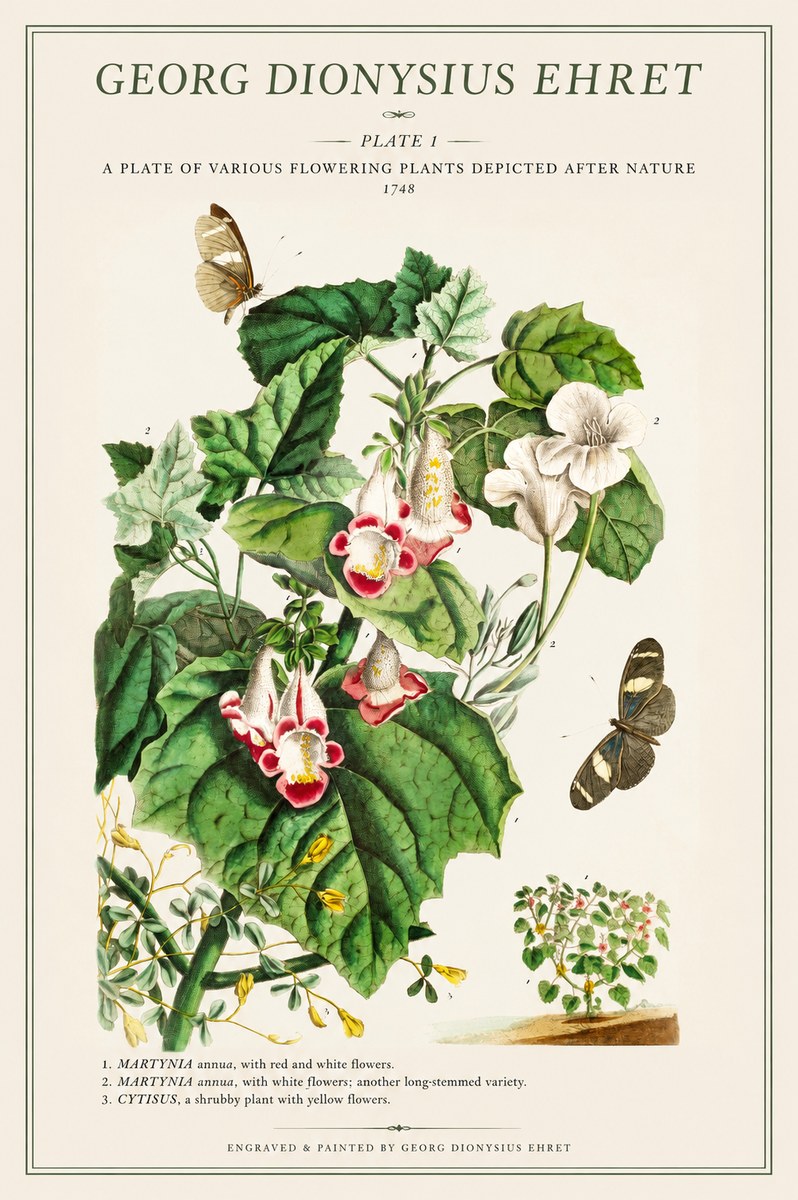 Georg Dionysius Ehret A Plate of Various Flowering Plants Depicted After Nature 1748 No1 - Plakat