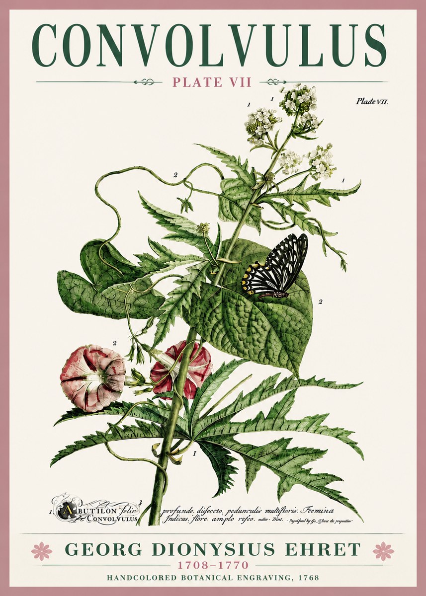 Georg Dionysius Ehret Convolvulus - Plate Vii No6 - Plakat