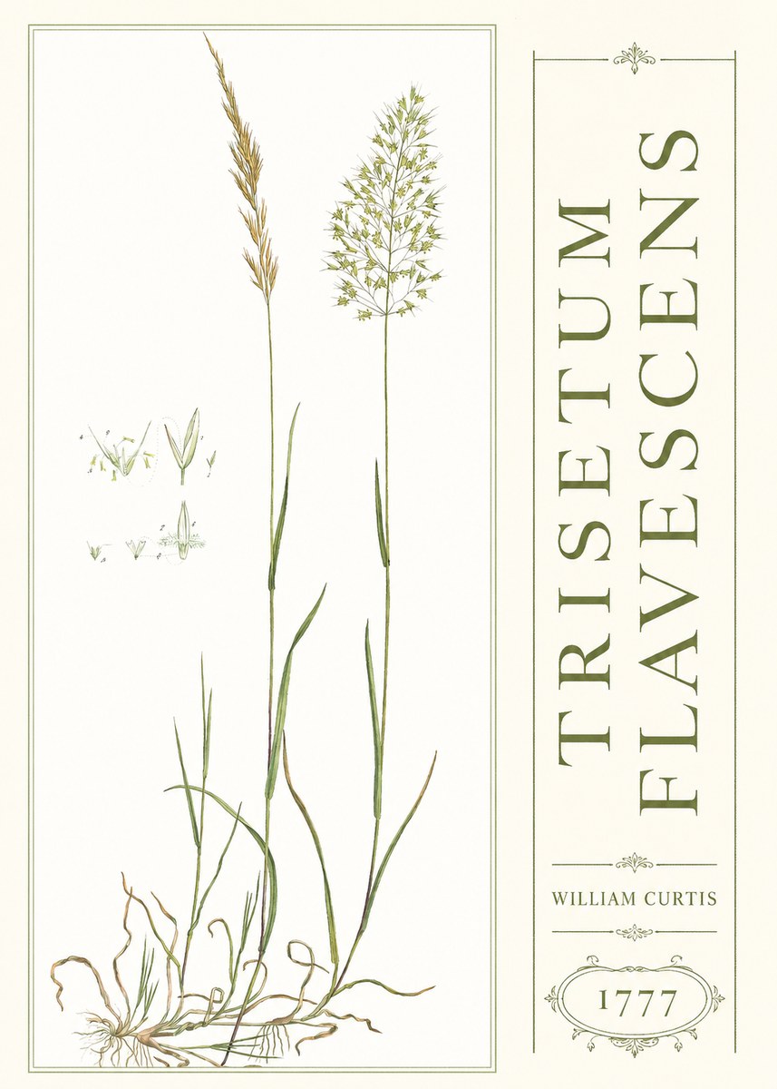 William Curtis Trisetum Flavescens I No3 - Plakat