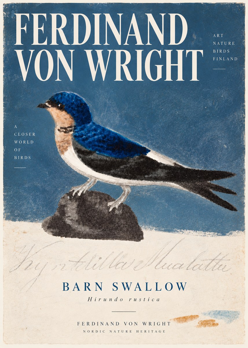 Ferdinand von Wright Swallow (Hirundo Rustica) No6 - Plakat
