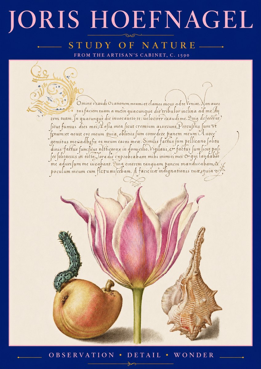Joris Hoefnagel Tulip, Peach, Caterpillar & Seashell No3 - Plakat