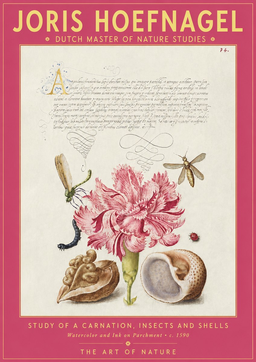 Joris Hoefnagel Study of a Carnation, Insects and Shells No2 - Plakat