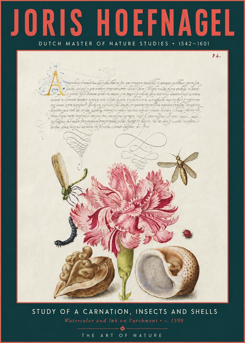 Joris Hoefnagel Study of a Carnation, Insects and Shells No3 - Plakat