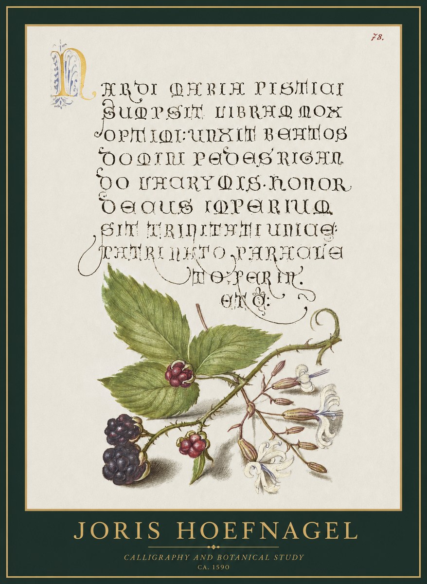 Joris Hoefnagel Calligraphy and Botanical Study II No1 - Plakat