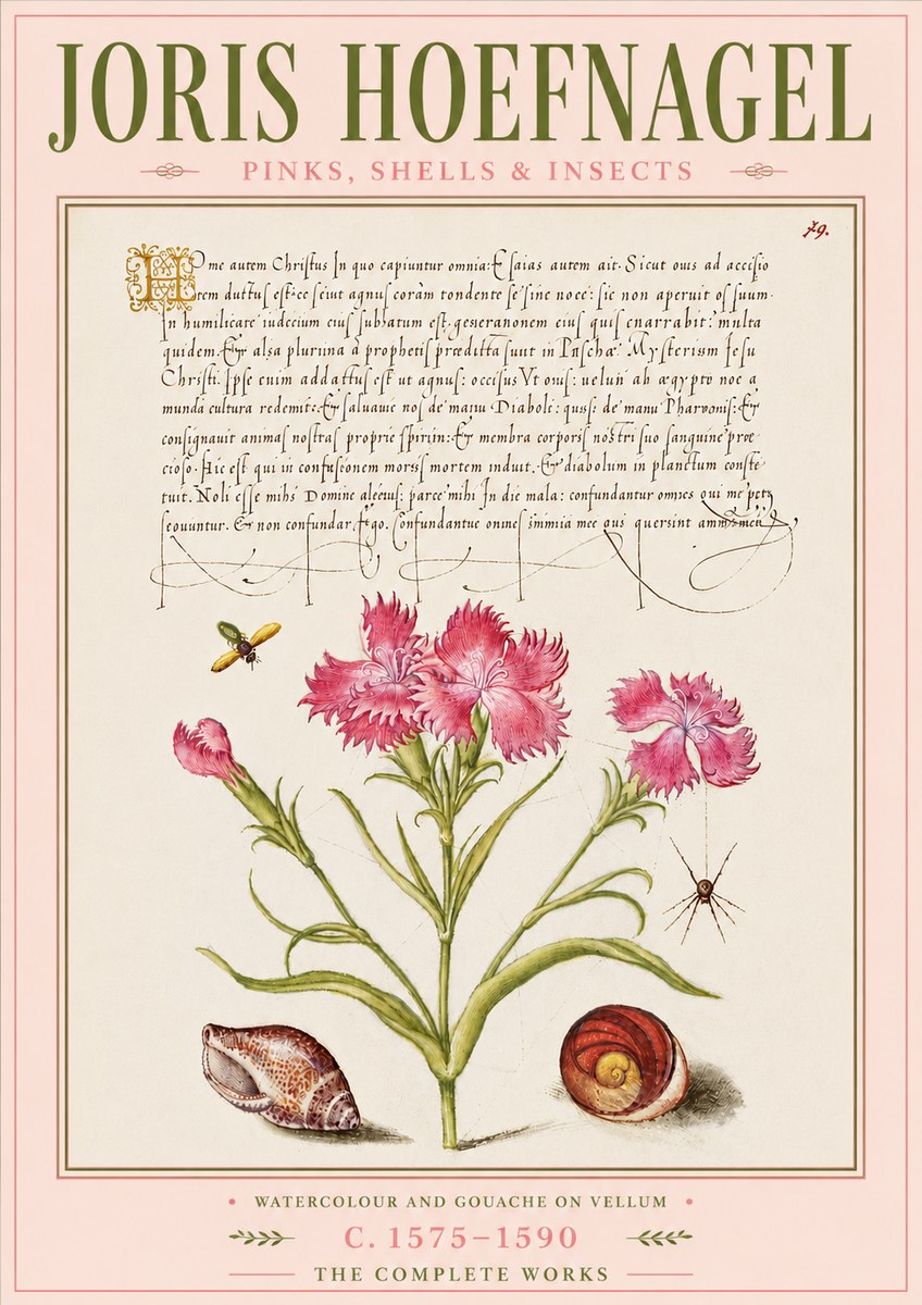 Joris Hoefnagel Pinks, Shells & Insects No6 - Plakat