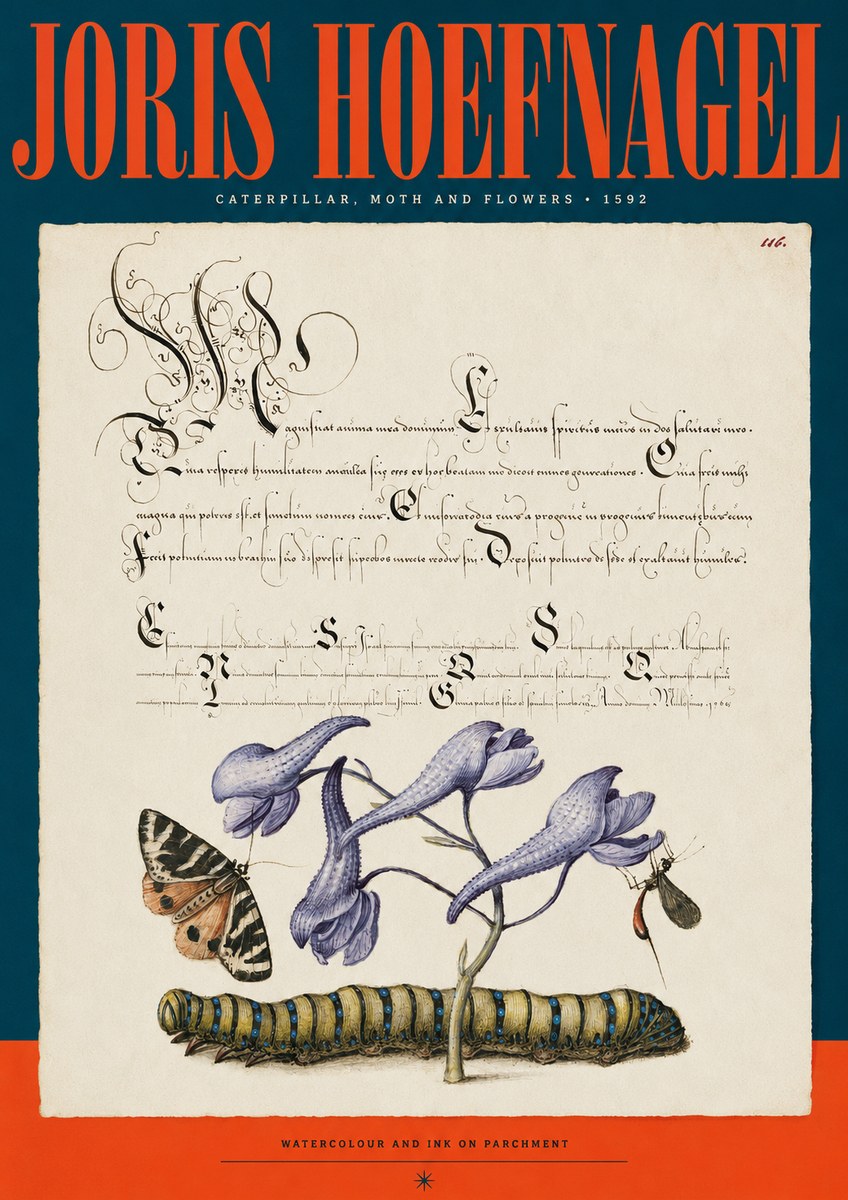 Joris Hoefnagel Caterpillar, Moth and Flowers No2 - Plakat