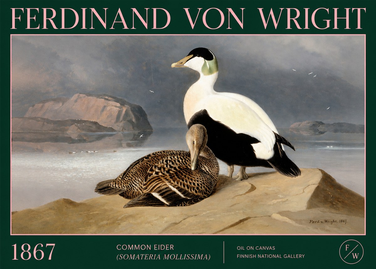 Ferdinand von Wright Common Eider (Somateria Mollissima) No2 - Plakat