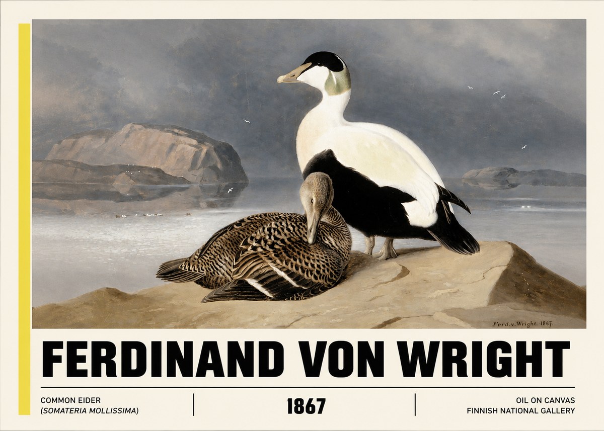 Ferdinand von Wright Common Eider (Somateria Mollissima) No3 - Plakat