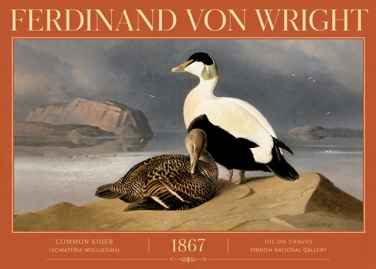 Ferdinand von Wright Common Eider (Somateria Mollissima) No4 - Plakat
