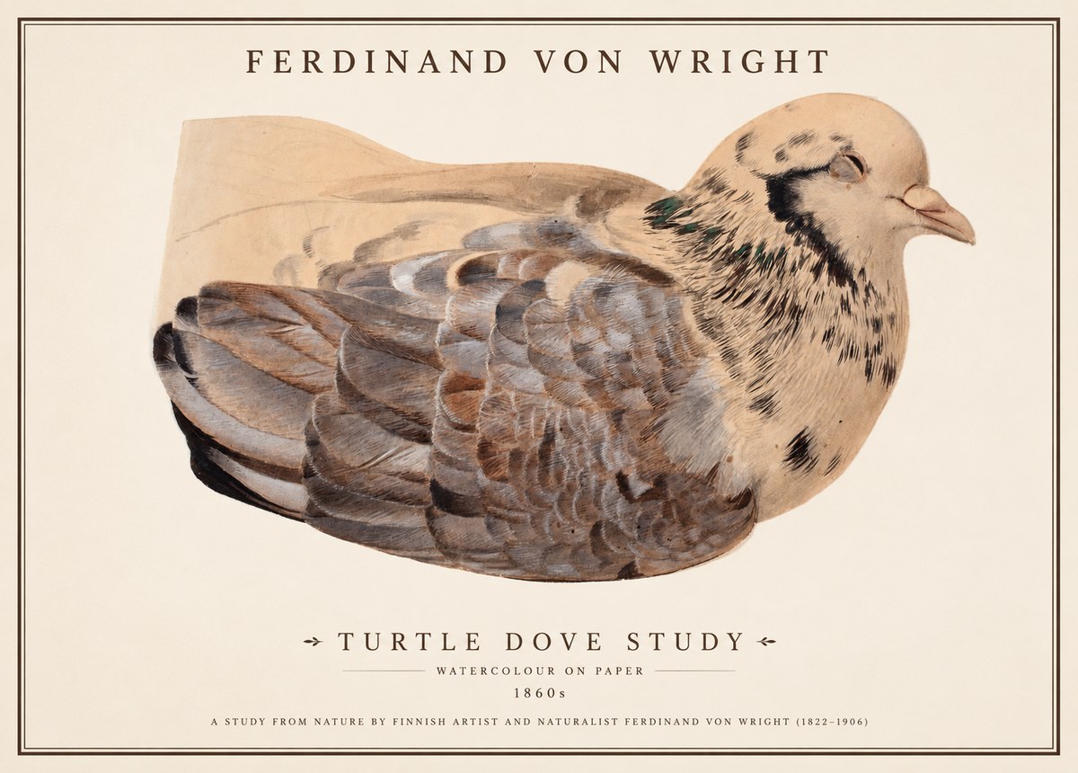 Ferdinand von Wright Turtle Dove Study No1 - Plakat