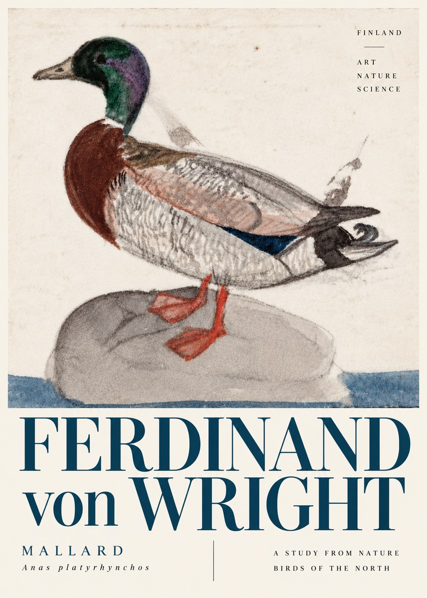 Ferdinand von Wright Mallard No6 - Plakat