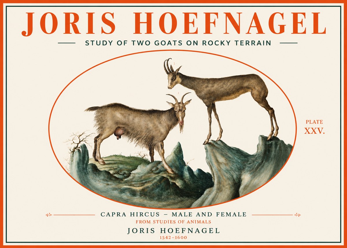 Joris Hoefnagel Study of Two Goats on Rocky Terrain No3 - Plakat
