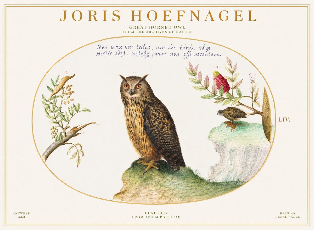 Joris Hoefnagel Bird Study Plate Liv No6 - Plakat