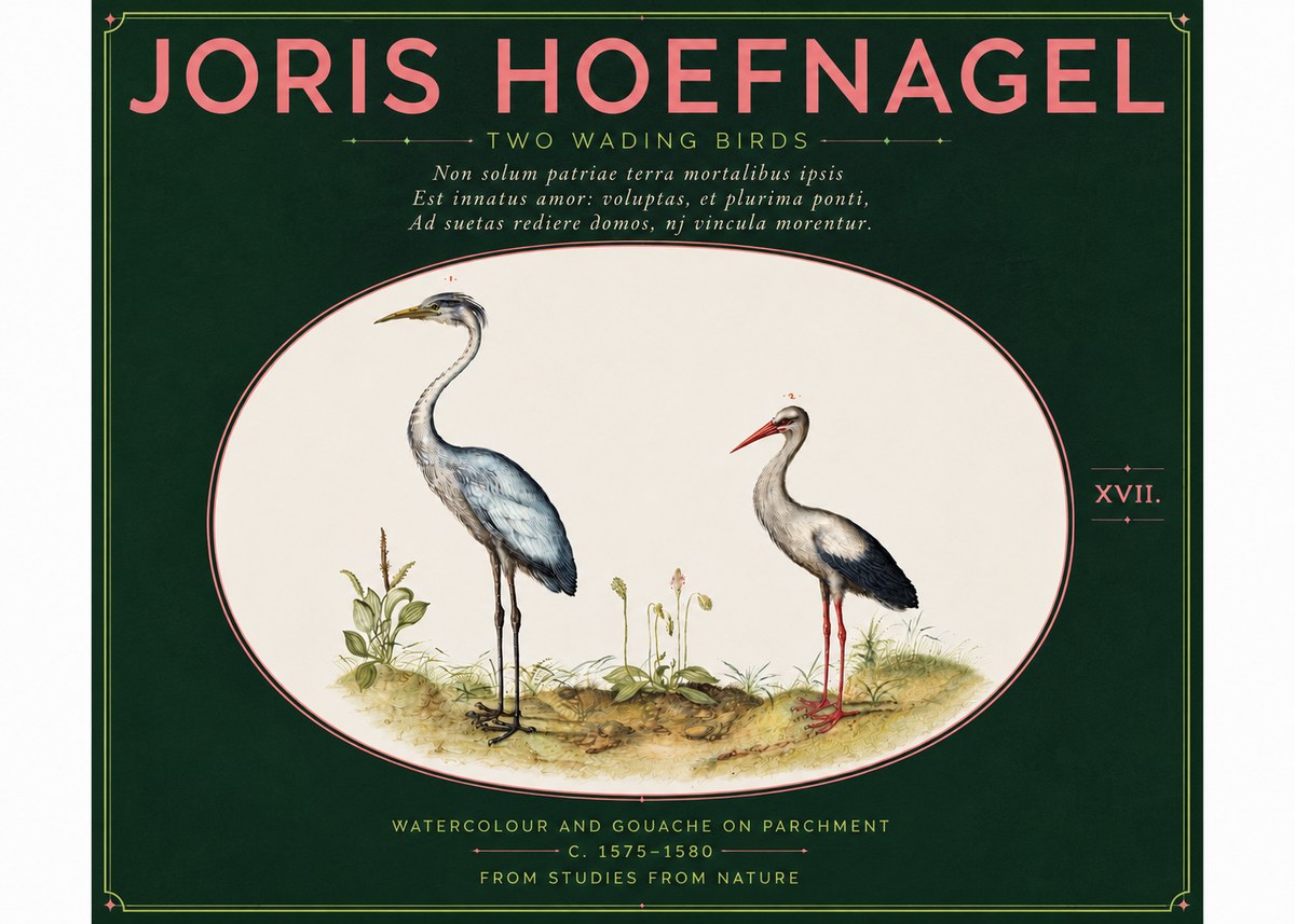 Joris Hoefnagel Study of Two Cranes No6 - Plakat