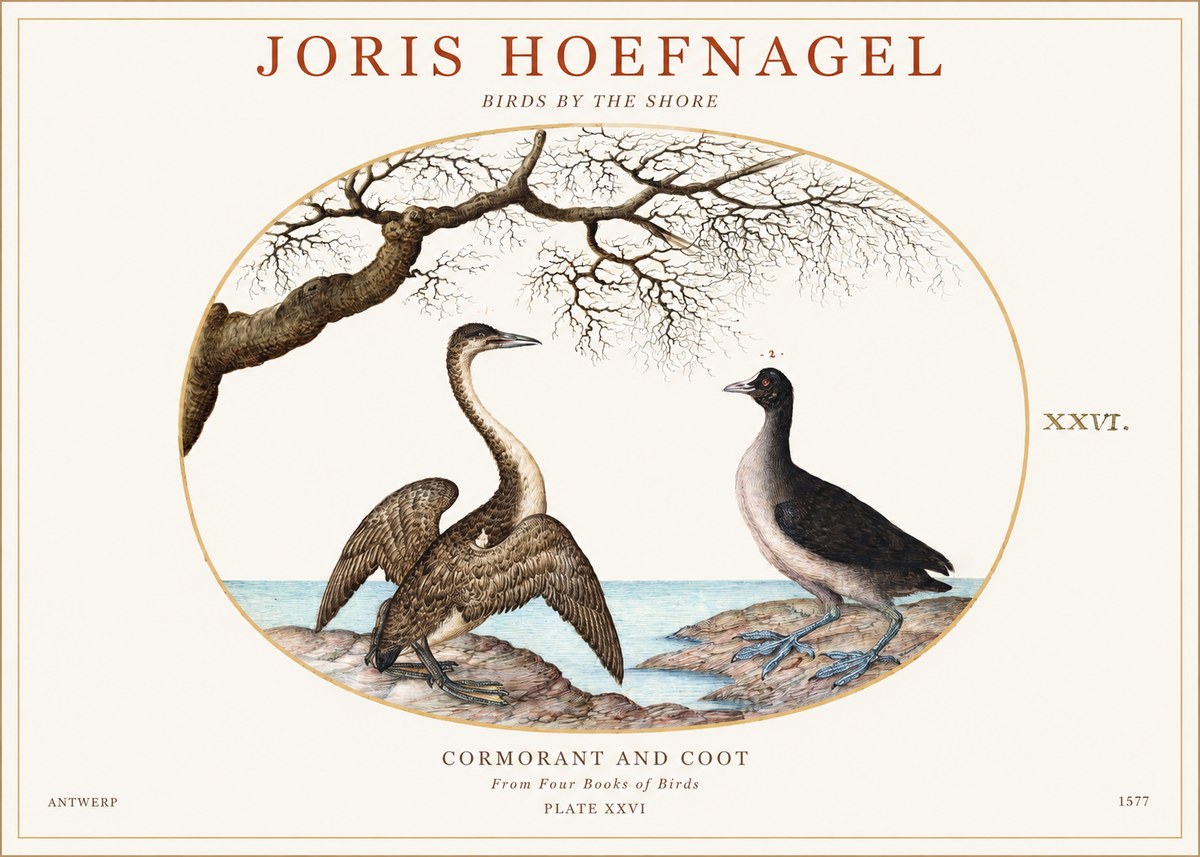 Joris Hoefnagel Cormorant and Coot No1 - Plakat