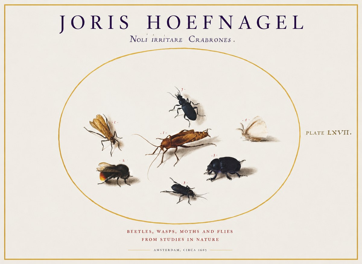 Joris Hoefnagel Scarabeus Aqvilä Qvaerit. No2 - Plakat