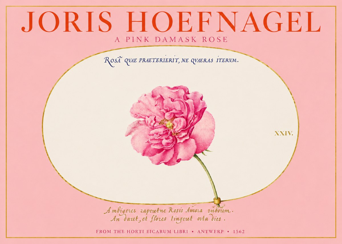 Joris Hoefnagel A Pink Damask Rose No2 - Plakat