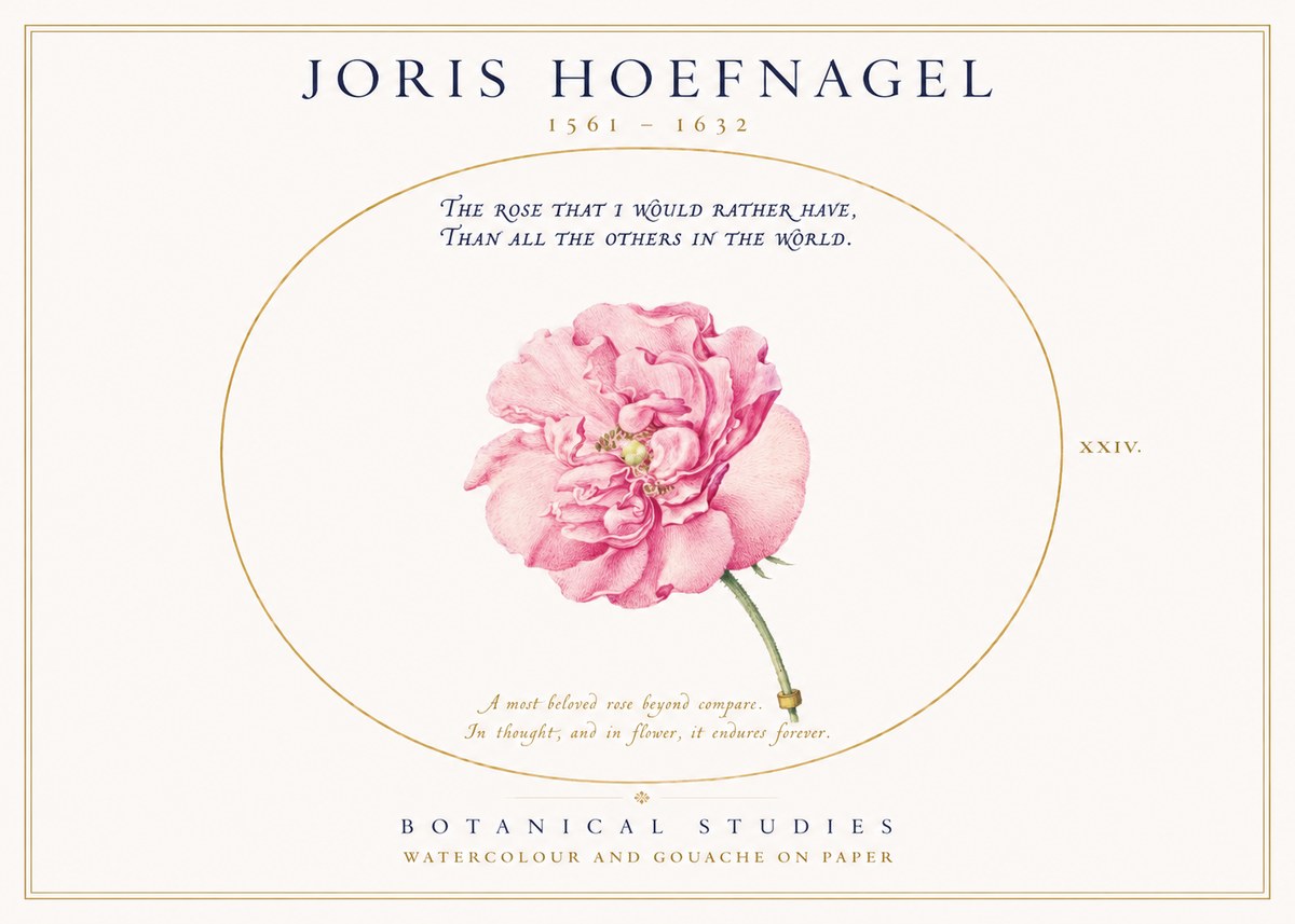 Joris Hoefnagel A Pink Damask Rose No3 - Plakat