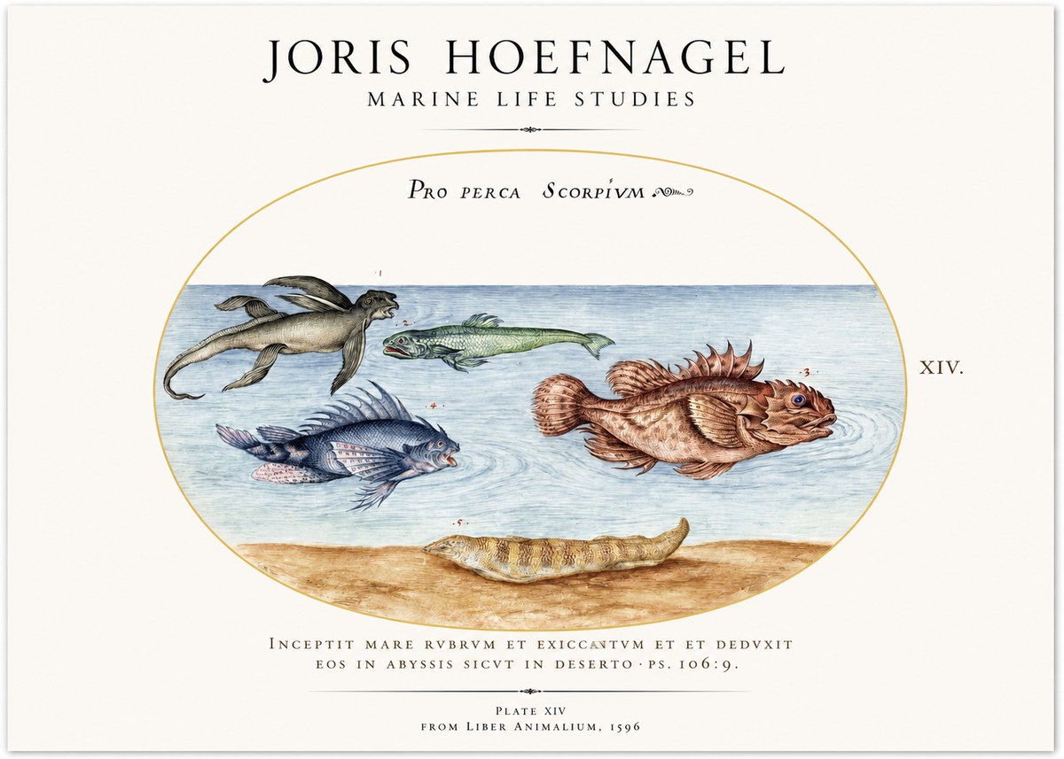 Joris Hoefnagel Pro Perca Scorpivm No3 - Plakat