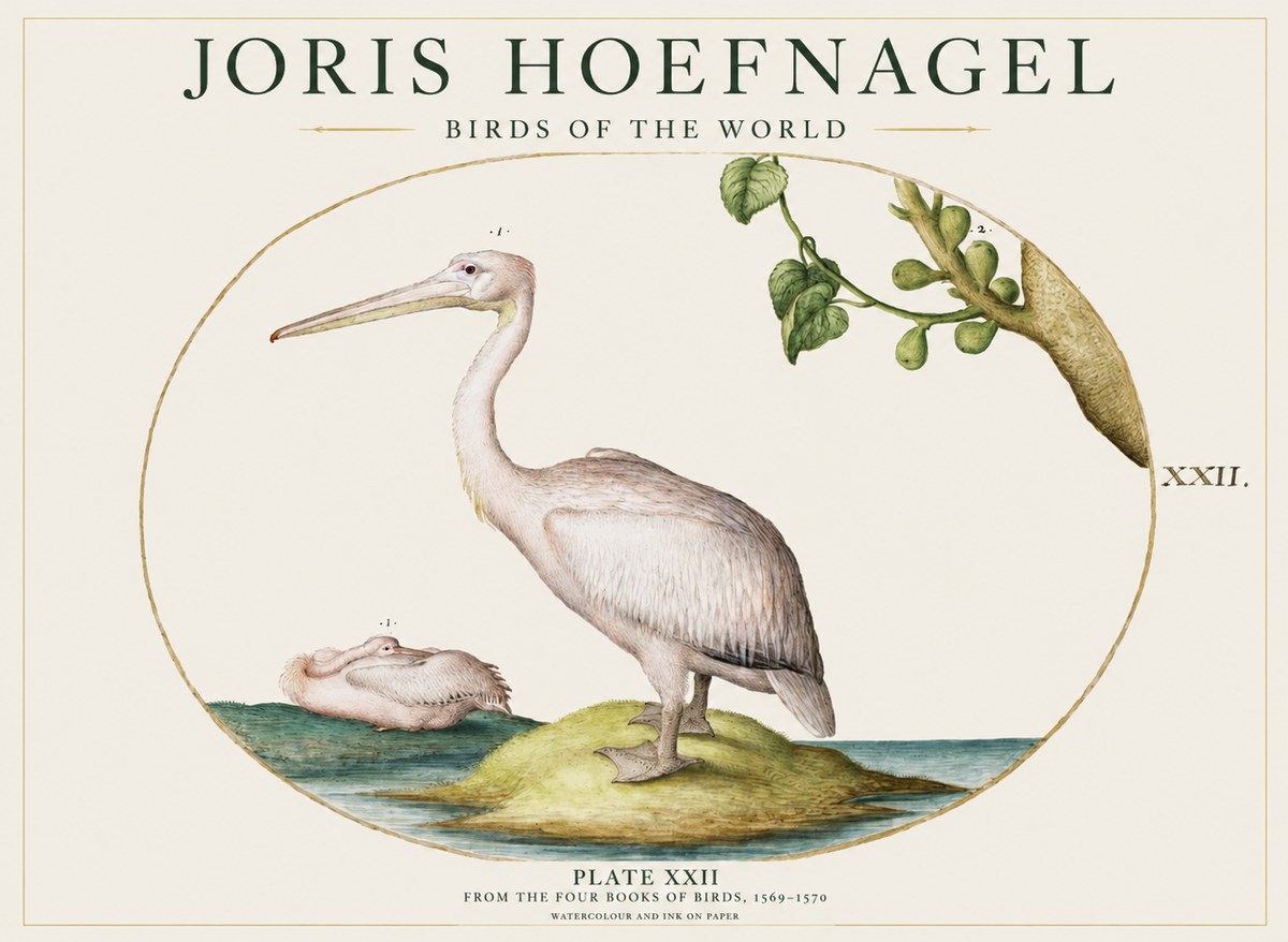 Joris Hoefnagel Plate Xxii No1 - Plakat