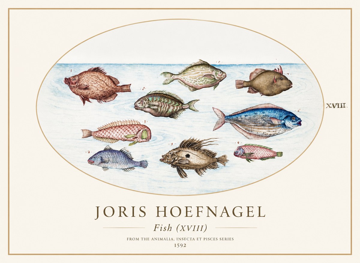 Joris Hoefnagel Studies of Fish I No2 - Plakat