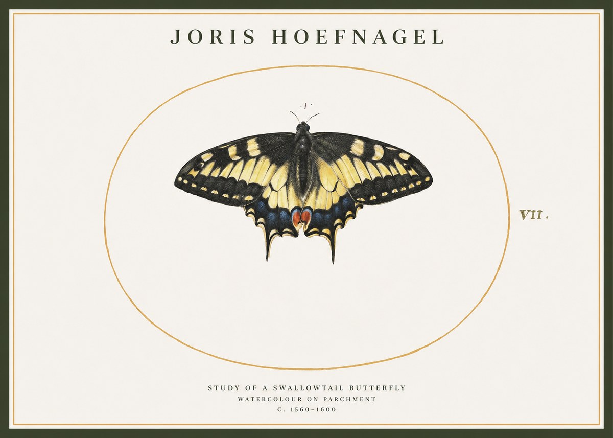 Joris Hoefnagel Study of a Swallowtail Butterfly No1 - Plakat