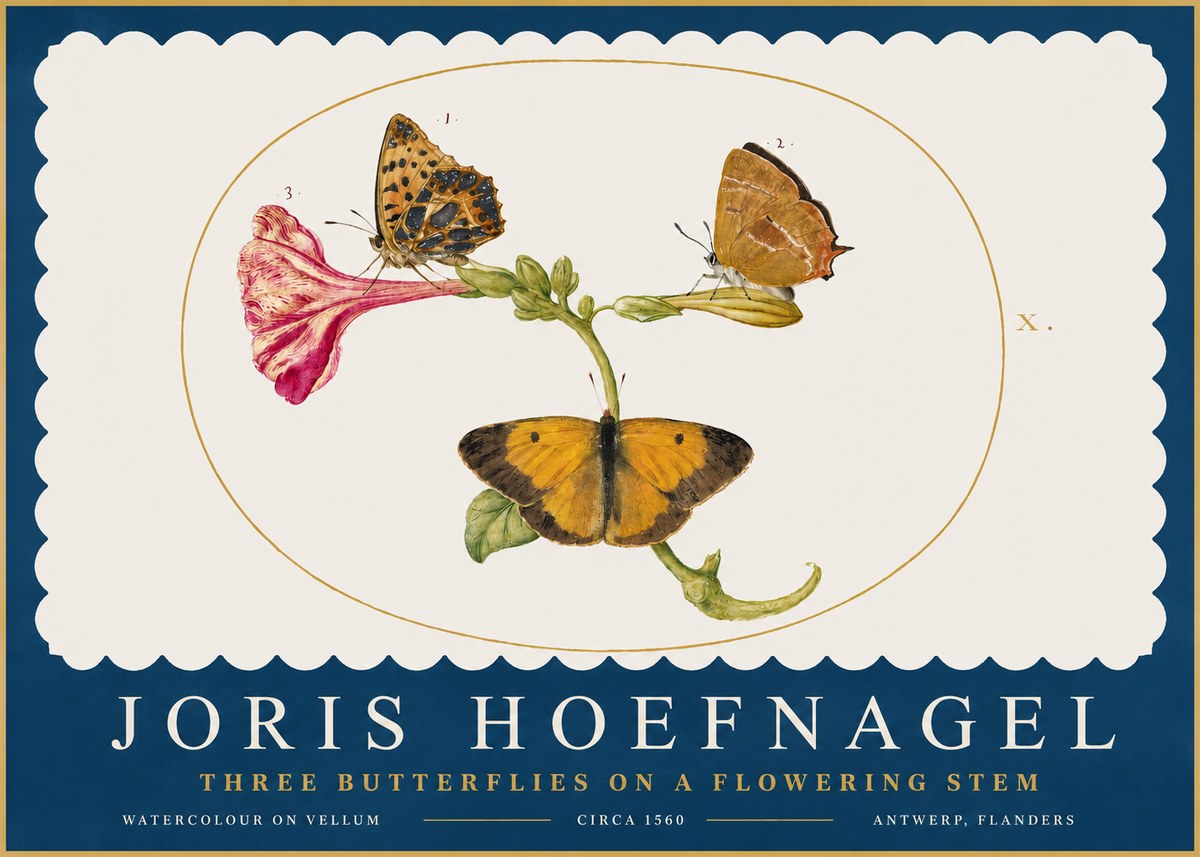 Joris Hoefnagel Three Butterflies on a Flowering Stem No2 - Plakat