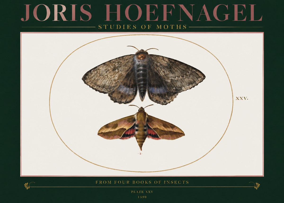 Joris Hoefnagel Studies of Moths I No2 - Plakat