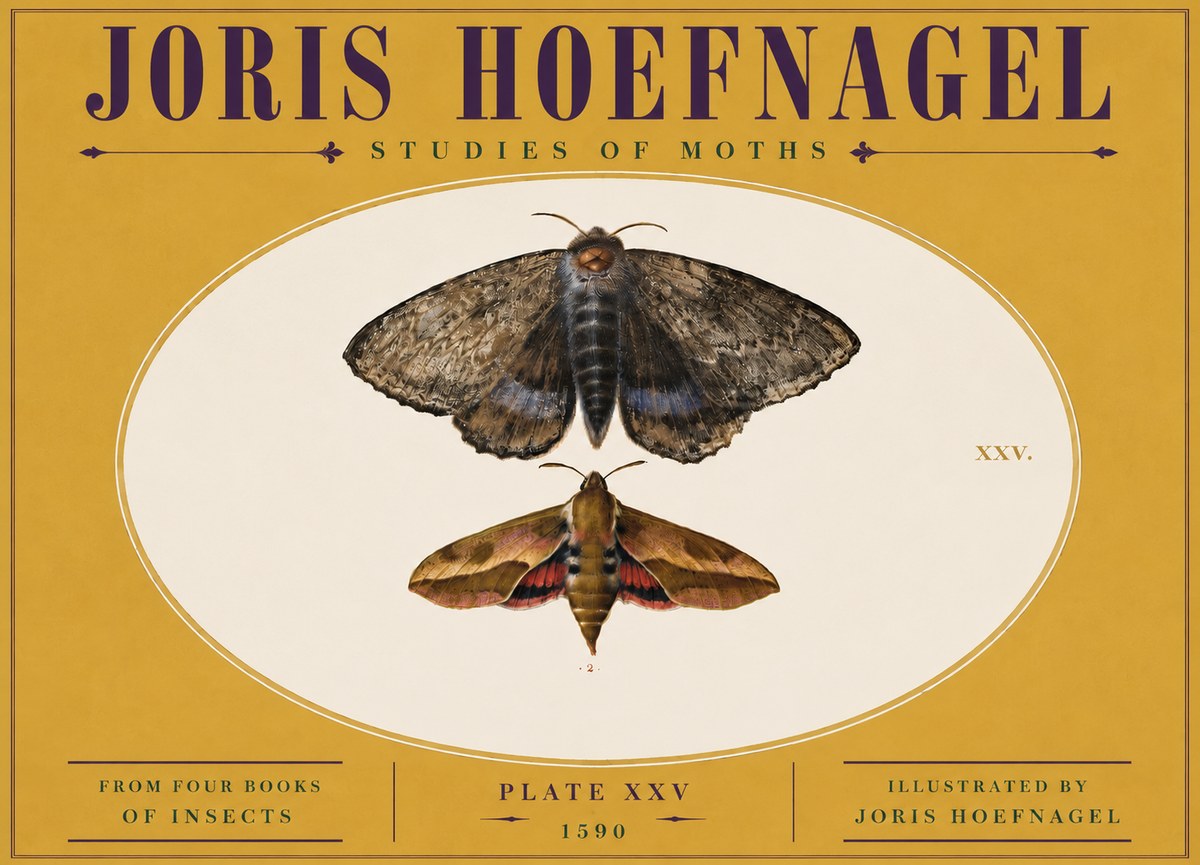 Joris Hoefnagel Studies of Moths I No5 - Plakat
