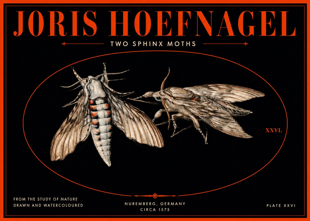 Joris Hoefnagel Two Sphinx Moths No3 - Plakat