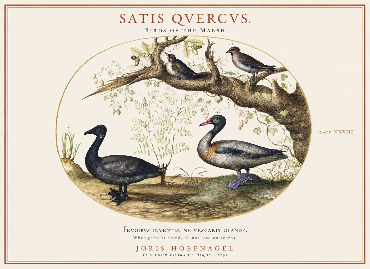 Joris Hoefnagel Satis Quercus. Birds of the Marsh No1 - Plakat