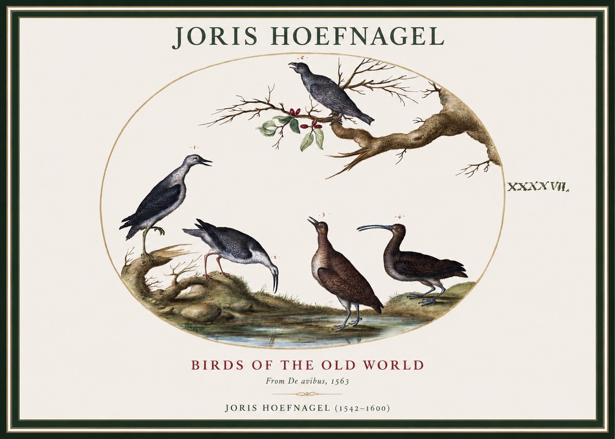 Joris Hoefnagel Birds of the Old World No1 - Plakat