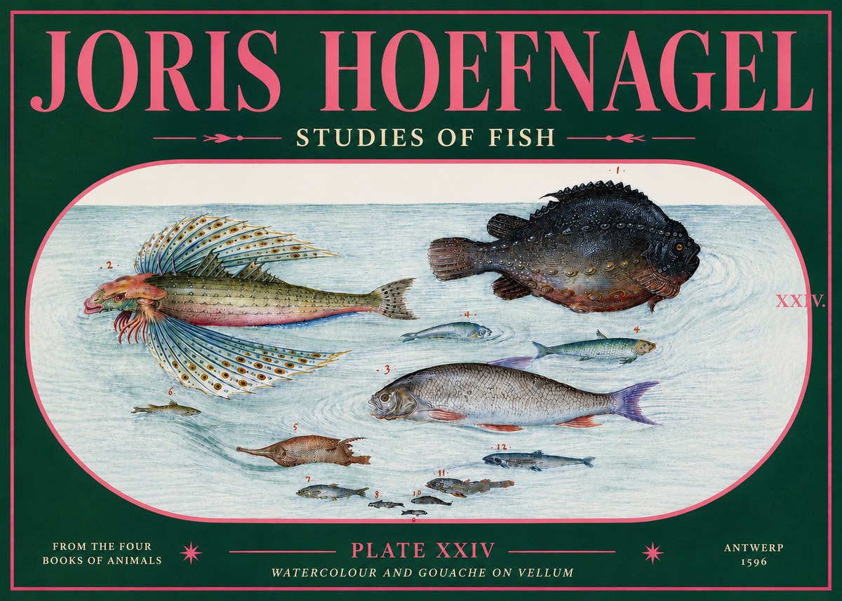 Joris Hoefnagel Studies of Fish II No5 - Plakat