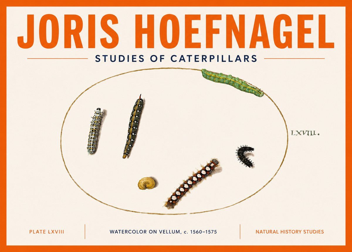 Joris Hoefnagel Studies of Caterpillars No5 - Plakat