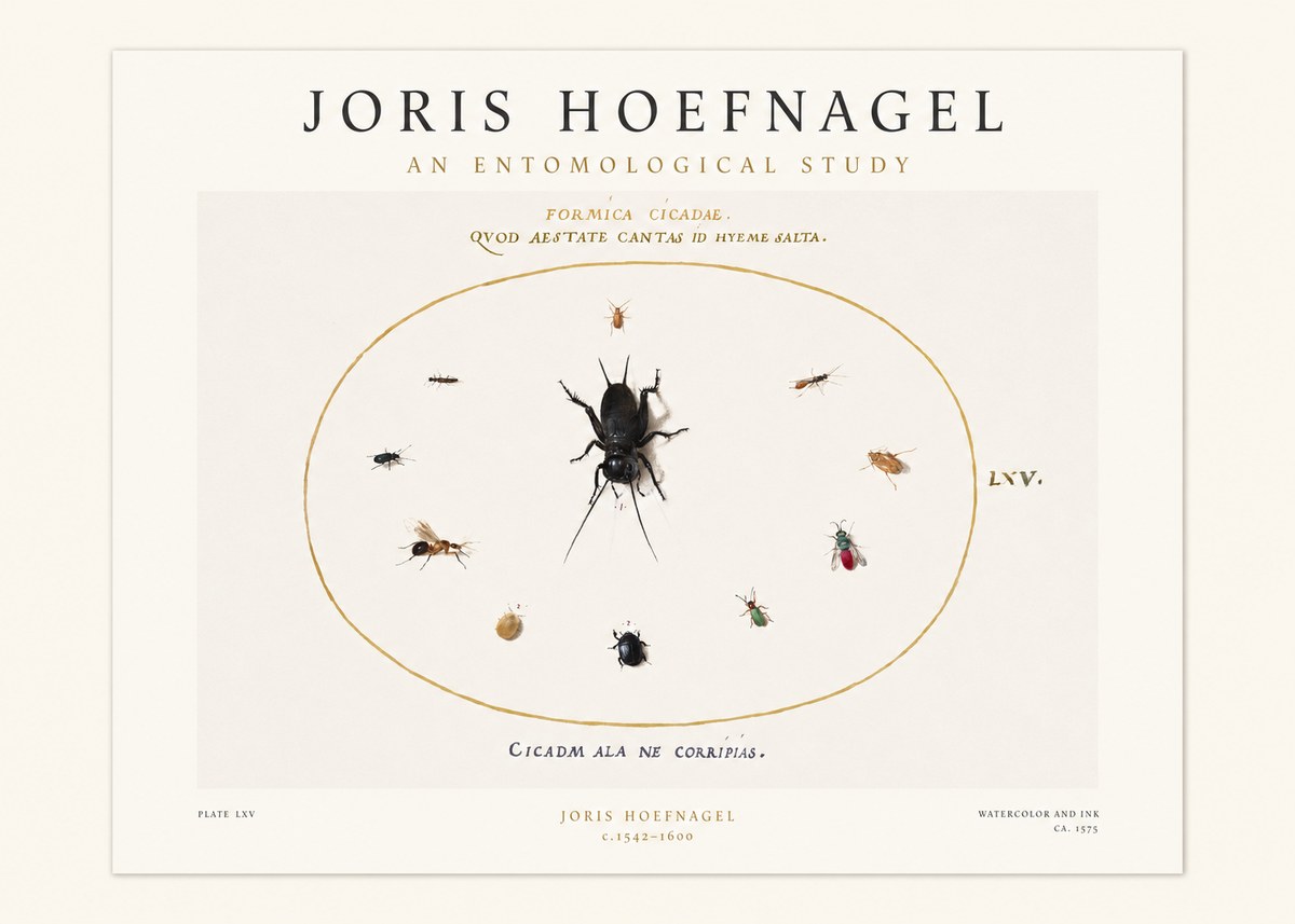Joris Hoefnagel Formica Cicadae No1 - Plakat