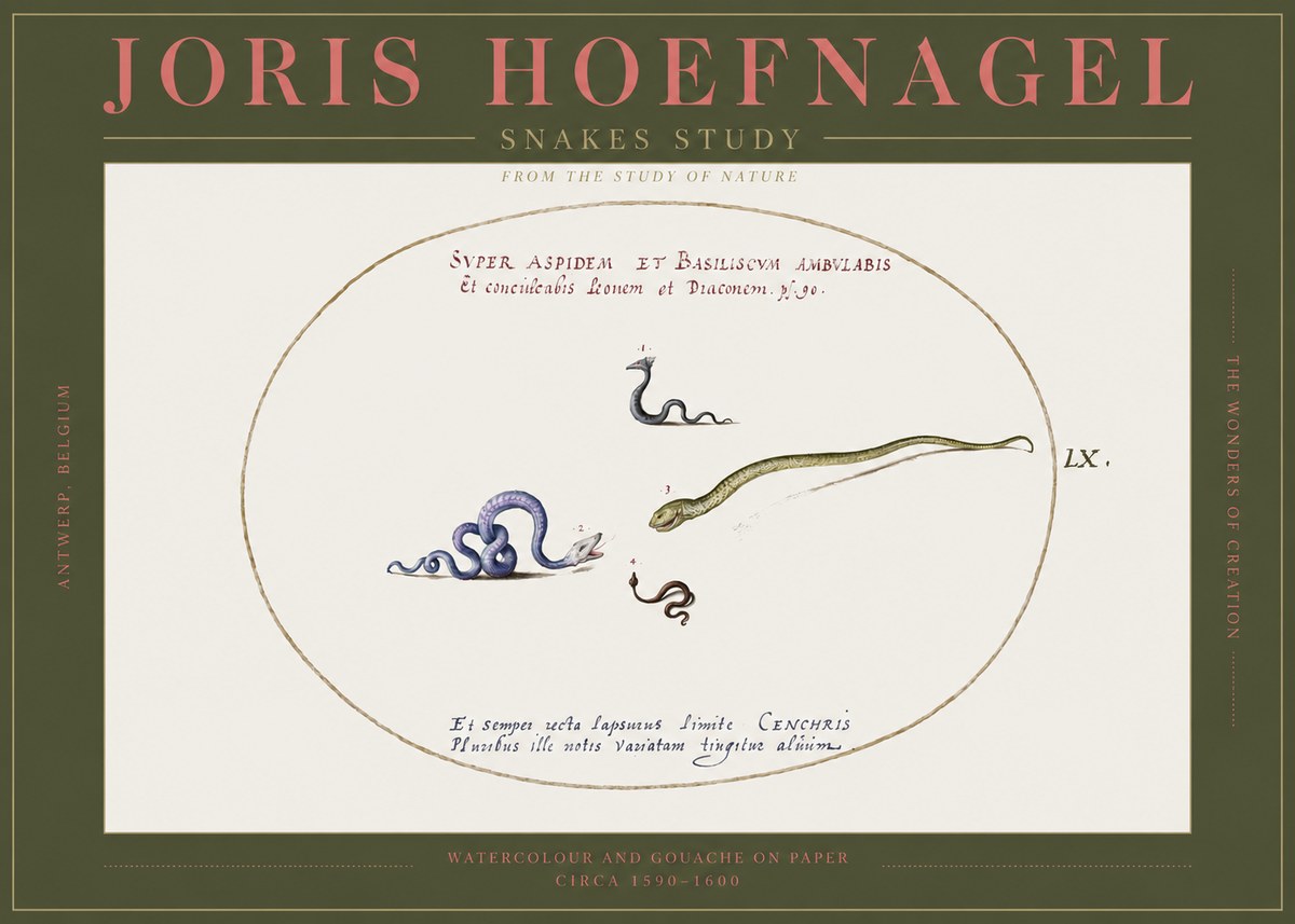 Joris Hoefnagel Studies of Serpents No3 - Plakat
