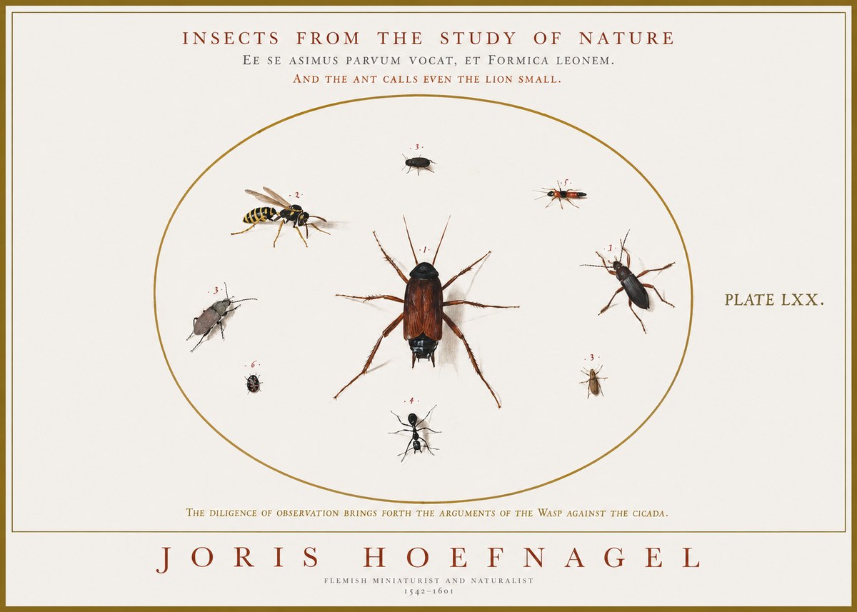 Joris Hoefnagel Insects from the Study of Nature No1 - Plakat