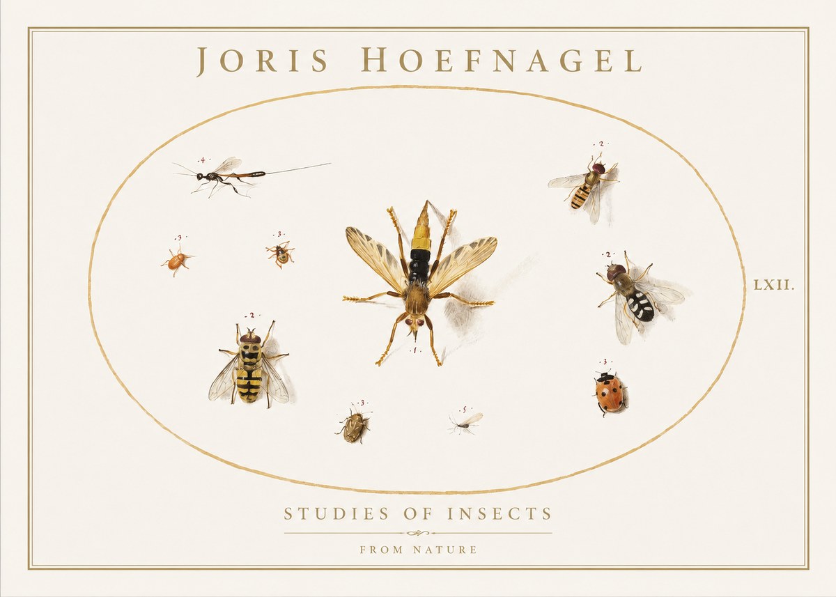 Joris Hoefnagel Studies of Insects IV No1 - Plakat