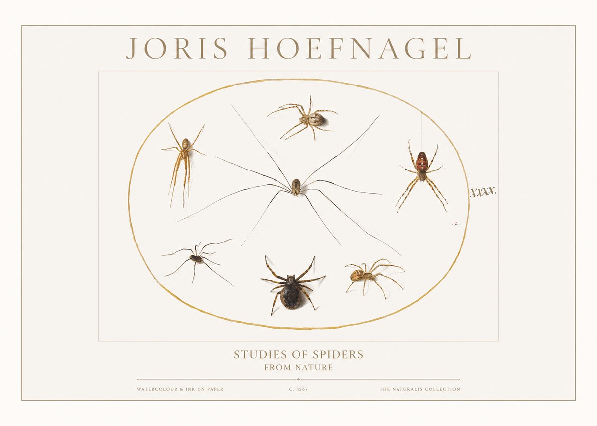 Joris Hoefnagel Studies of Spiders from Nature No1 - Plakat
